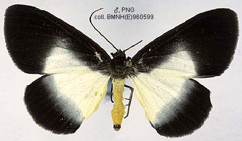 Phasus Triangularis Papua Insects Foundation (Lepidoptera/Geometridae(Ennominae ...